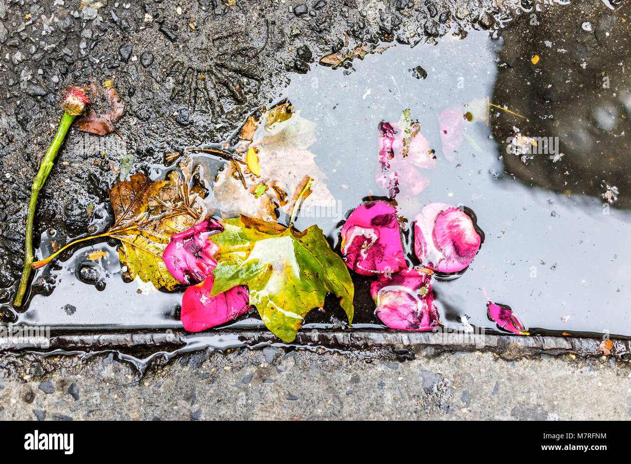 Primo piano della vibrante rosa rosa rossa fiore e foglie in acqua piscina, pozza grondaia sulla strada sul marciapiede in asfalto urbano per la città, rotte amore, heartbreak Foto Stock