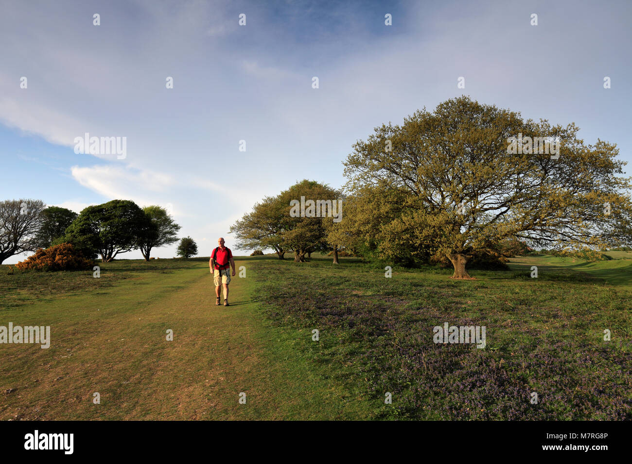 Walker a Cissbury Ring, vicino a Findon village, South Downs National Park, Sussex, England, Regno Unito Foto Stock