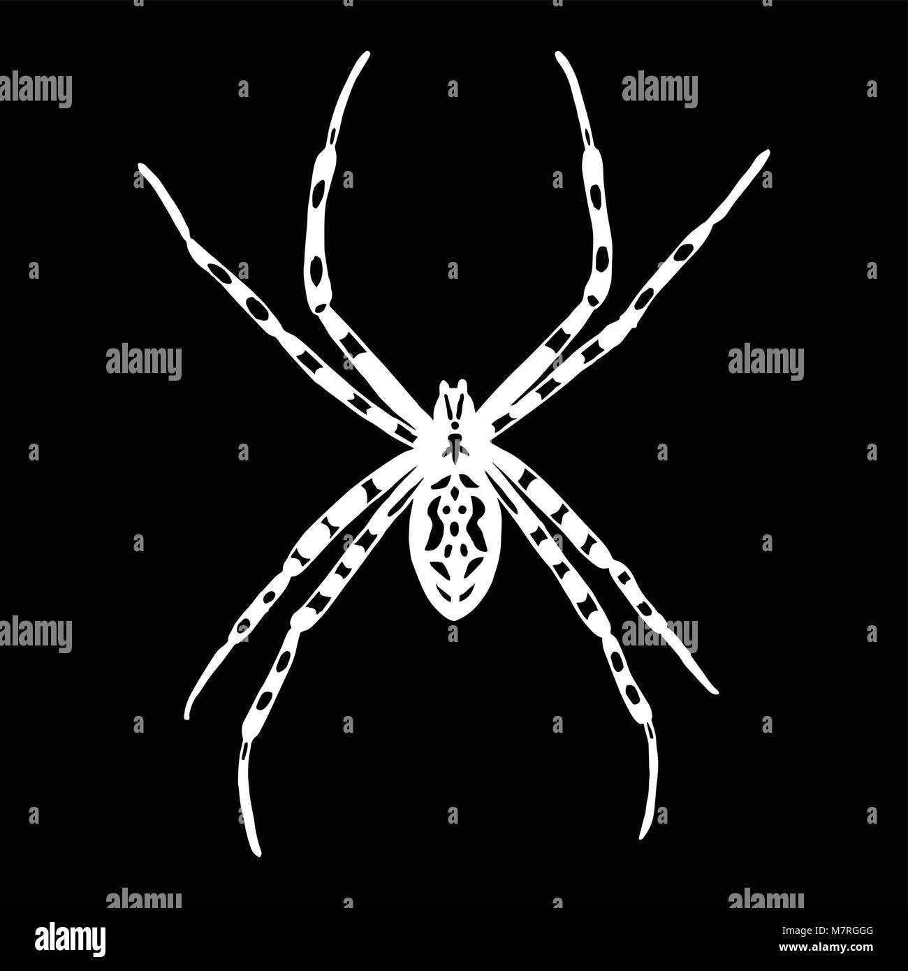Illustrazione Vettoriale di nero e di bianco spider. Argiope bruennichi Illustrazione Vettoriale
