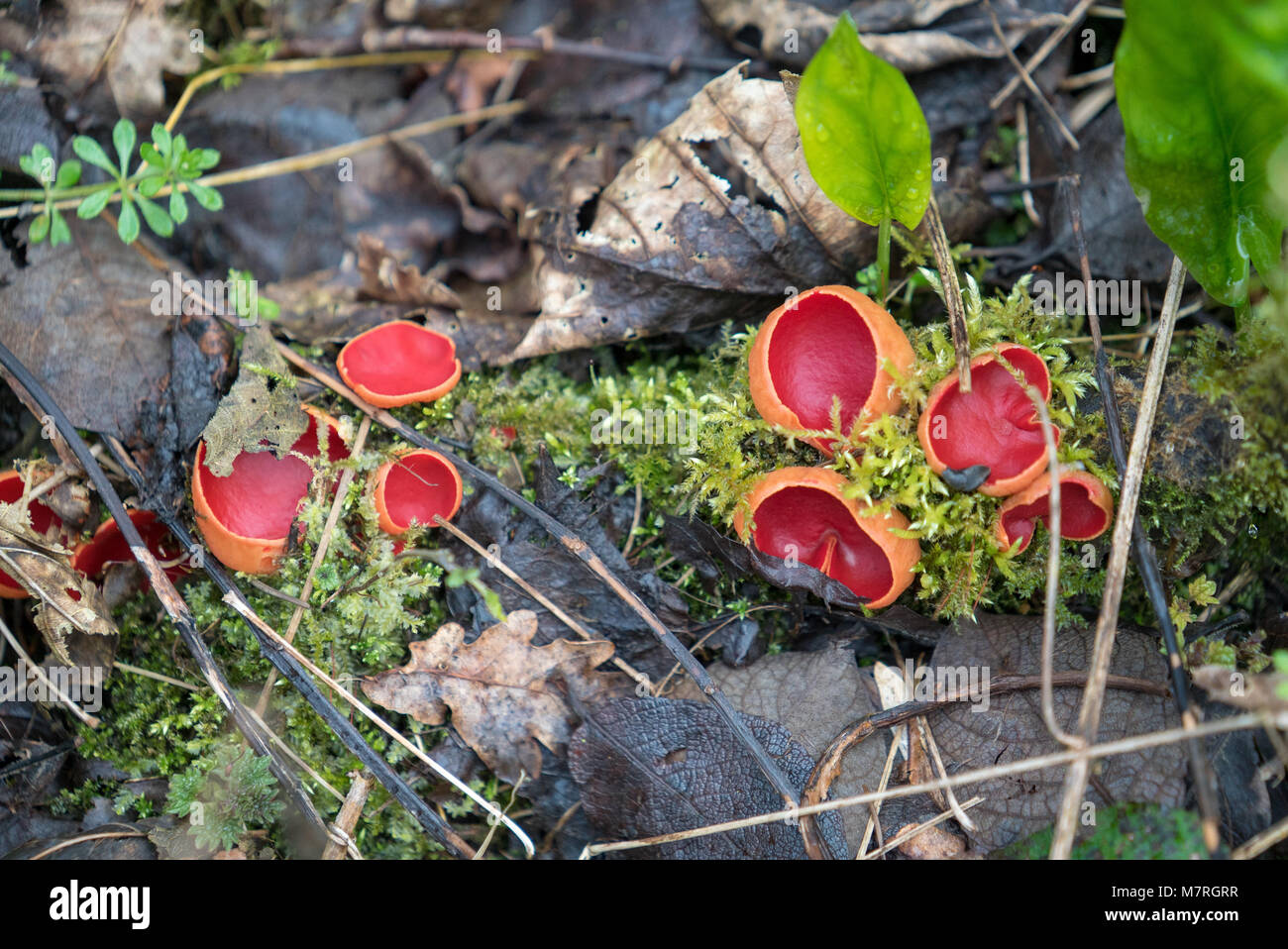 Molla fungo fungo, Sarcoscypha coccinea, la Scarlet elf cup sulla foresta umida pavimento in grande Elm, Somerset REGNO UNITO Foto Stock