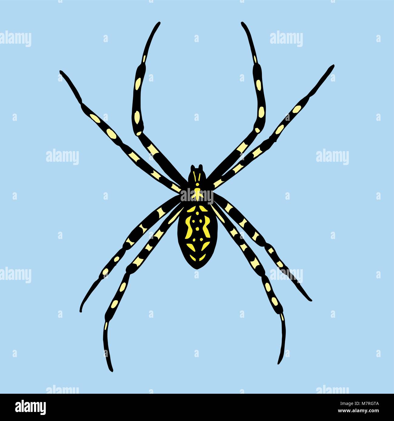 Illustrazione Vettoriale di ragno. Argiope bruennichi su sfondo blu Illustrazione Vettoriale