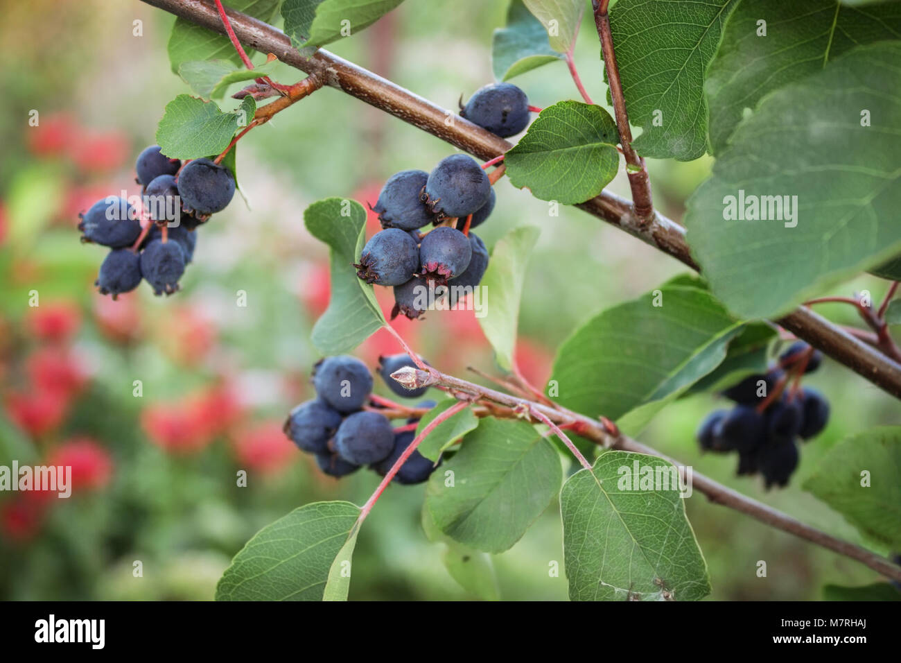 Racemo bacche mature wild shadberry su un ramo Foto Stock