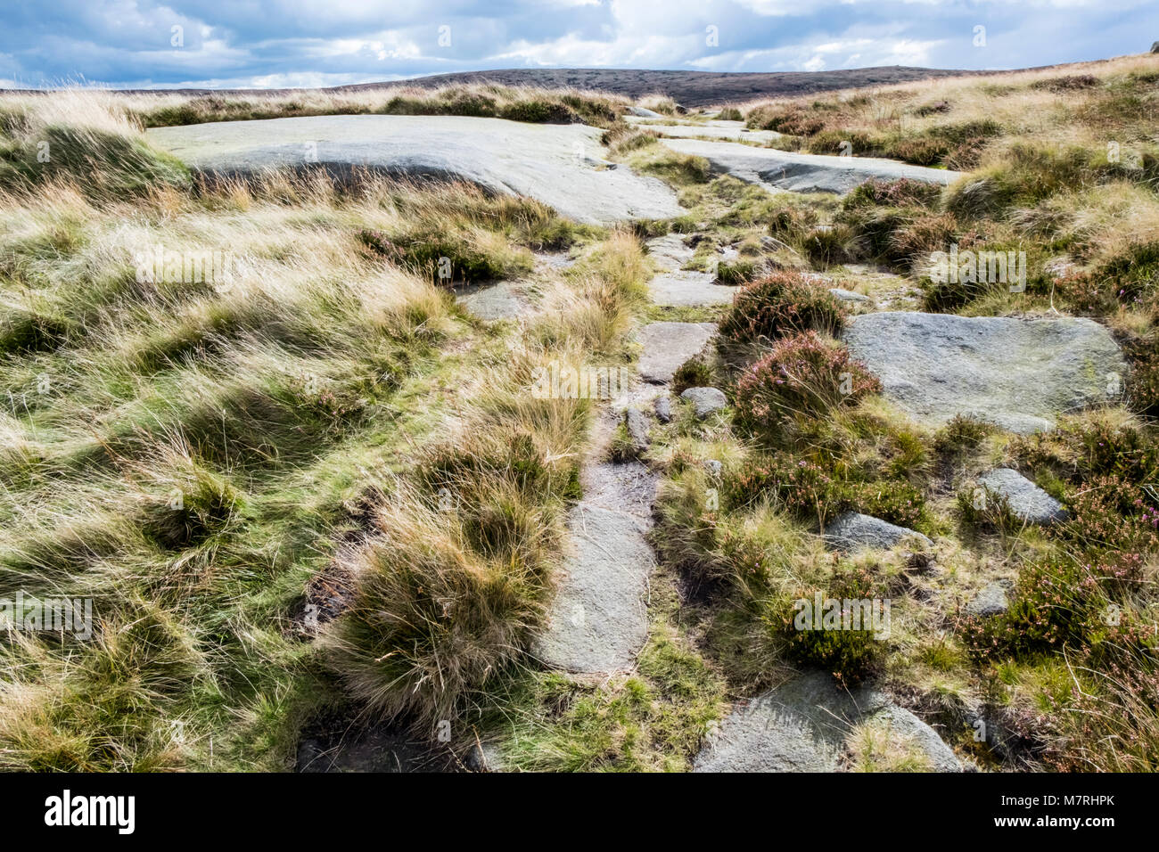 Gritstone rock, erba e heather sulla brughiera sull Kinder Scout, Derbyshire, England, Regno Unito Foto Stock