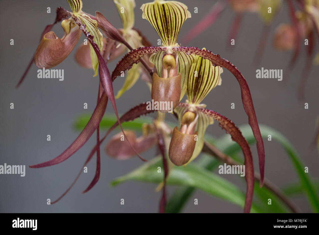 Close up di fiori di orchidea Foto Stock
