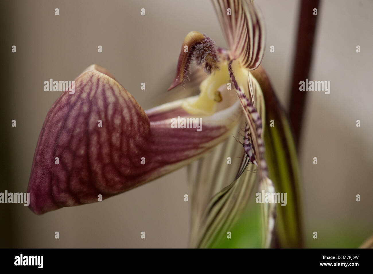 Close up di fiori di orchidea Foto Stock