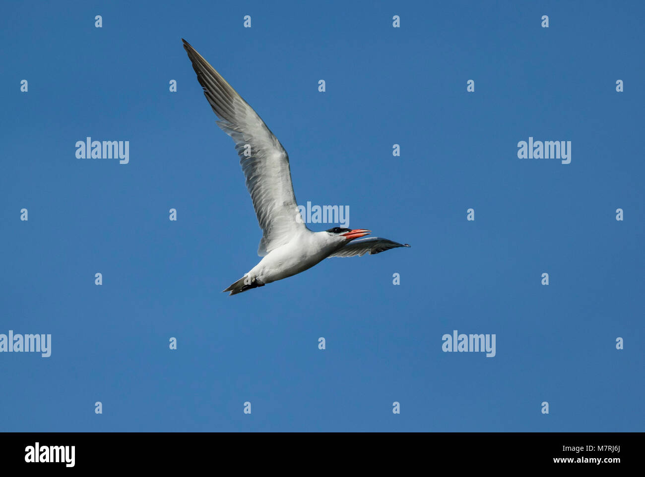 Caspian Tern (Hydroprogne caspia), Foto Stock