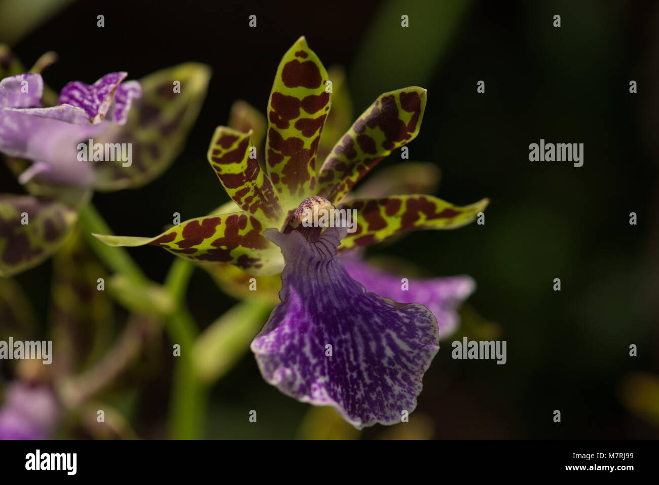 Close up di fiori di orchidea Foto Stock