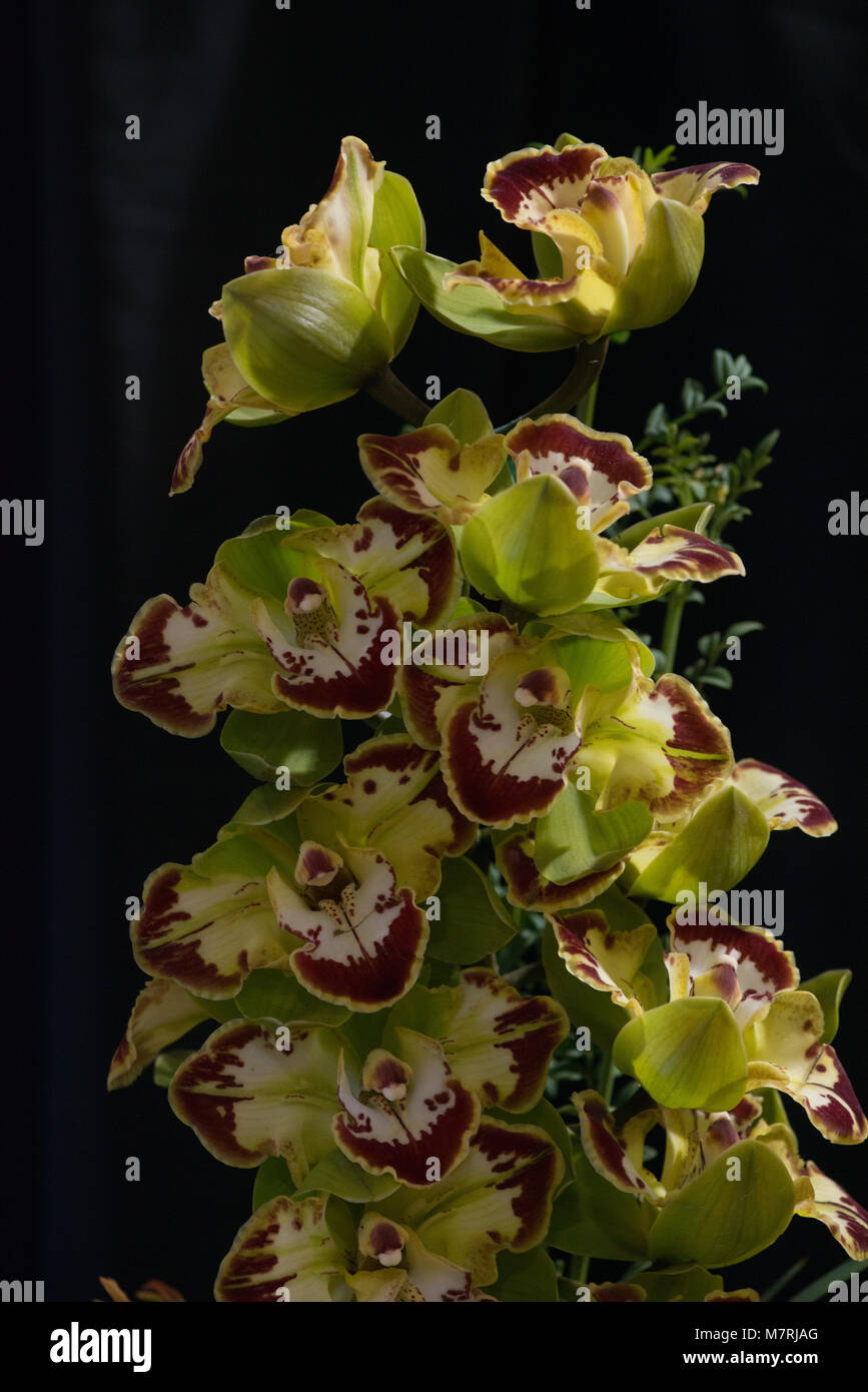 Close up di fiori di orchidea Foto Stock