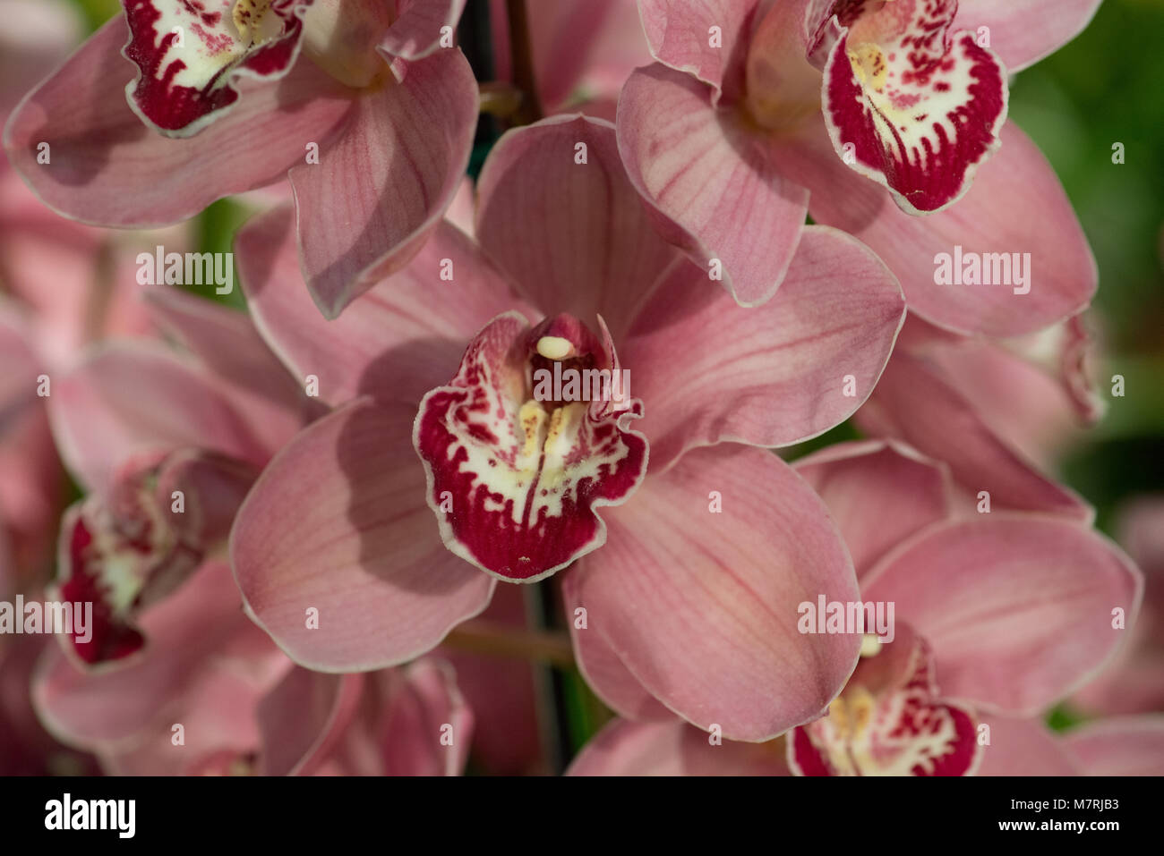 Close up di fiori di orchidea Foto Stock