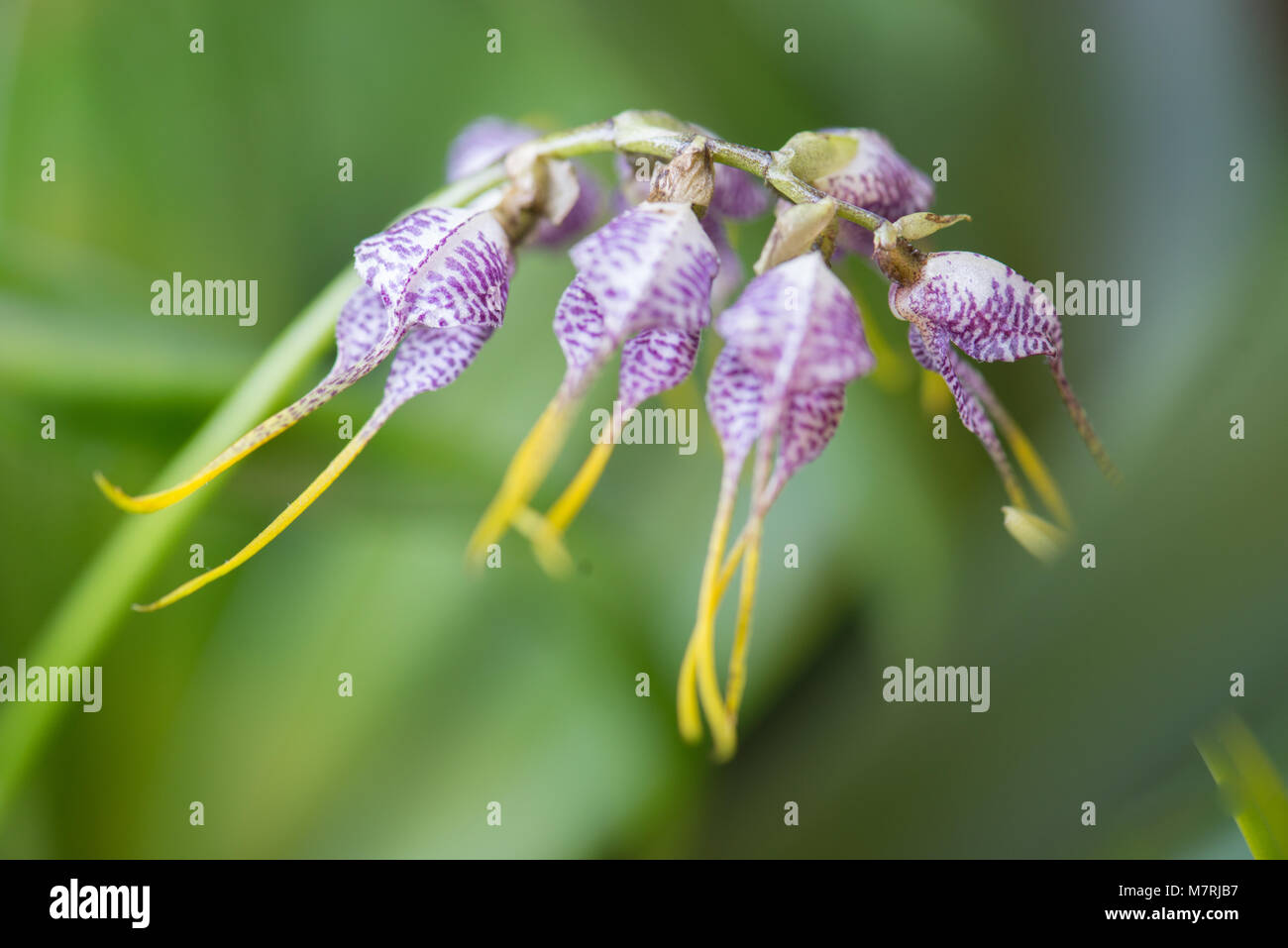 Close up di fiori di orchidea Foto Stock