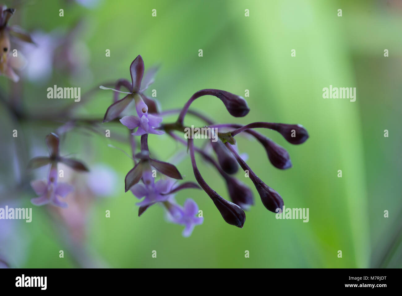 Close up di fiori di orchidea Foto Stock