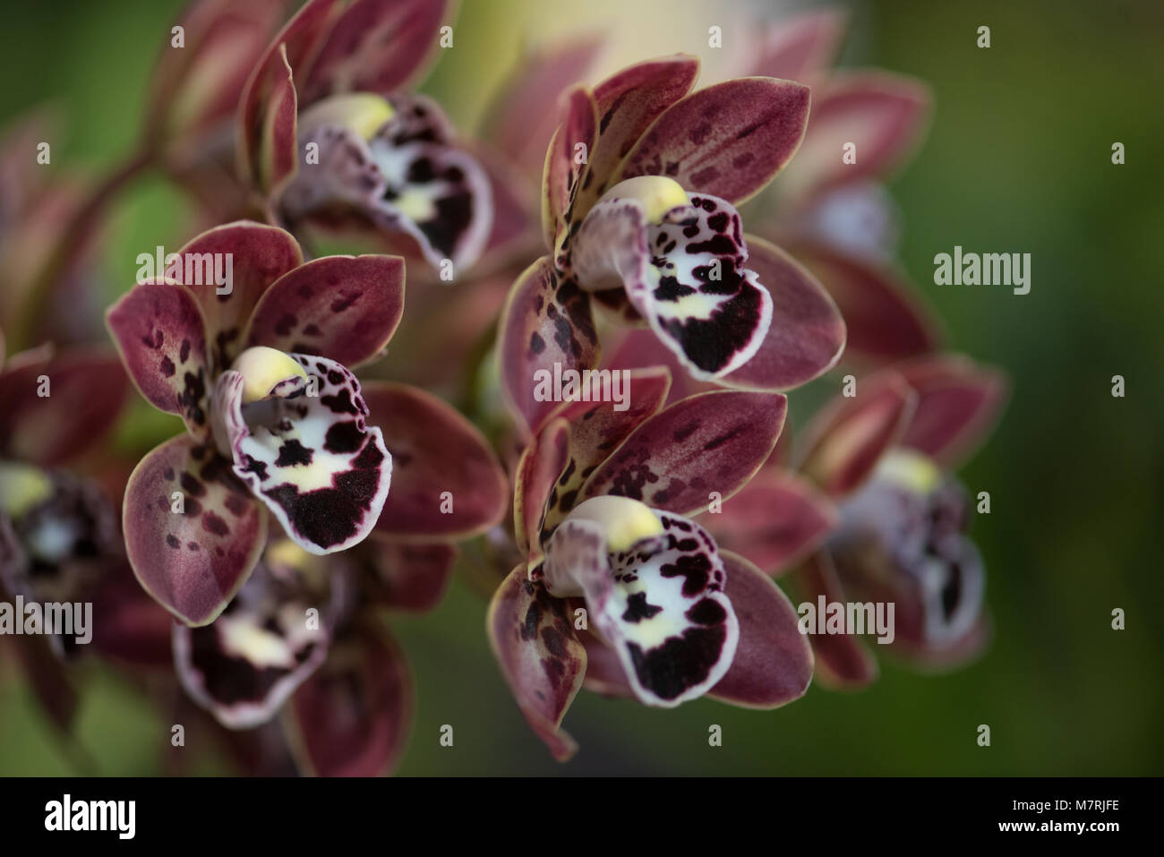 Close up di fiori di orchidea Foto Stock