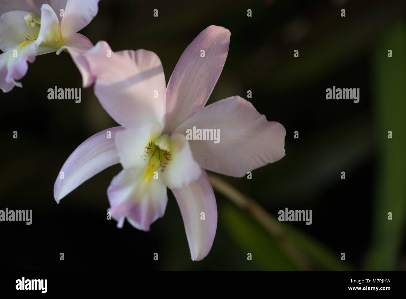 Close up di fiori di orchidea Foto Stock