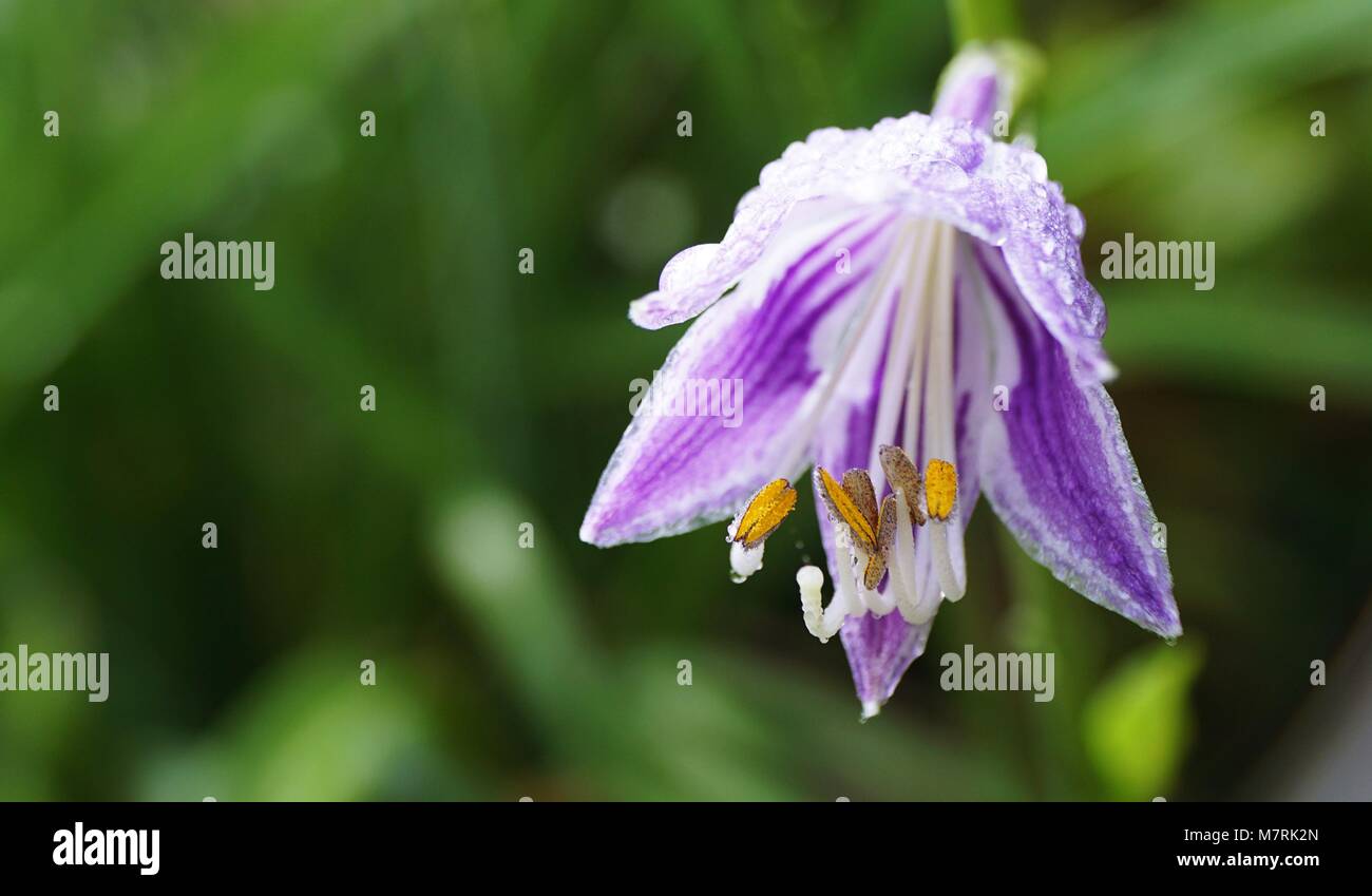 Fiore luce Blu Closeup fiore che mostra pisil stamen petali seppal gemma filamento e antere contro un giardino verde fauna di sfondo Foto Stock