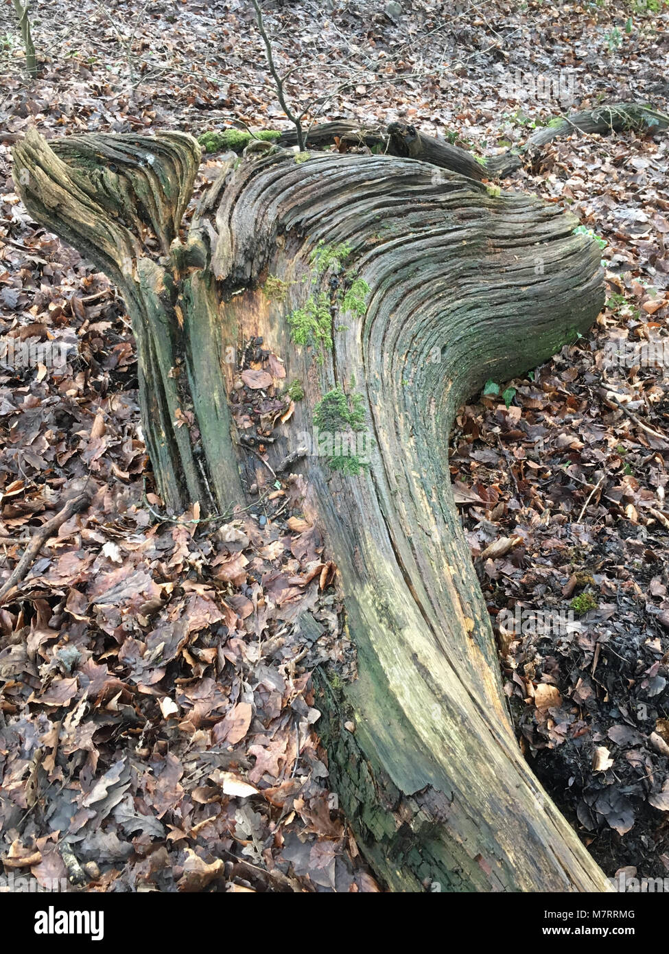 Alberi abbattuti marciume in Olchfa boschi, Swansea, Wales, Regno Unito Foto Stock