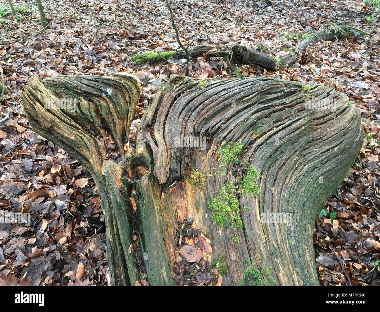 Alberi abbattuti marciume in Olchfa boschi, Swansea, Wales, Regno Unito Foto Stock