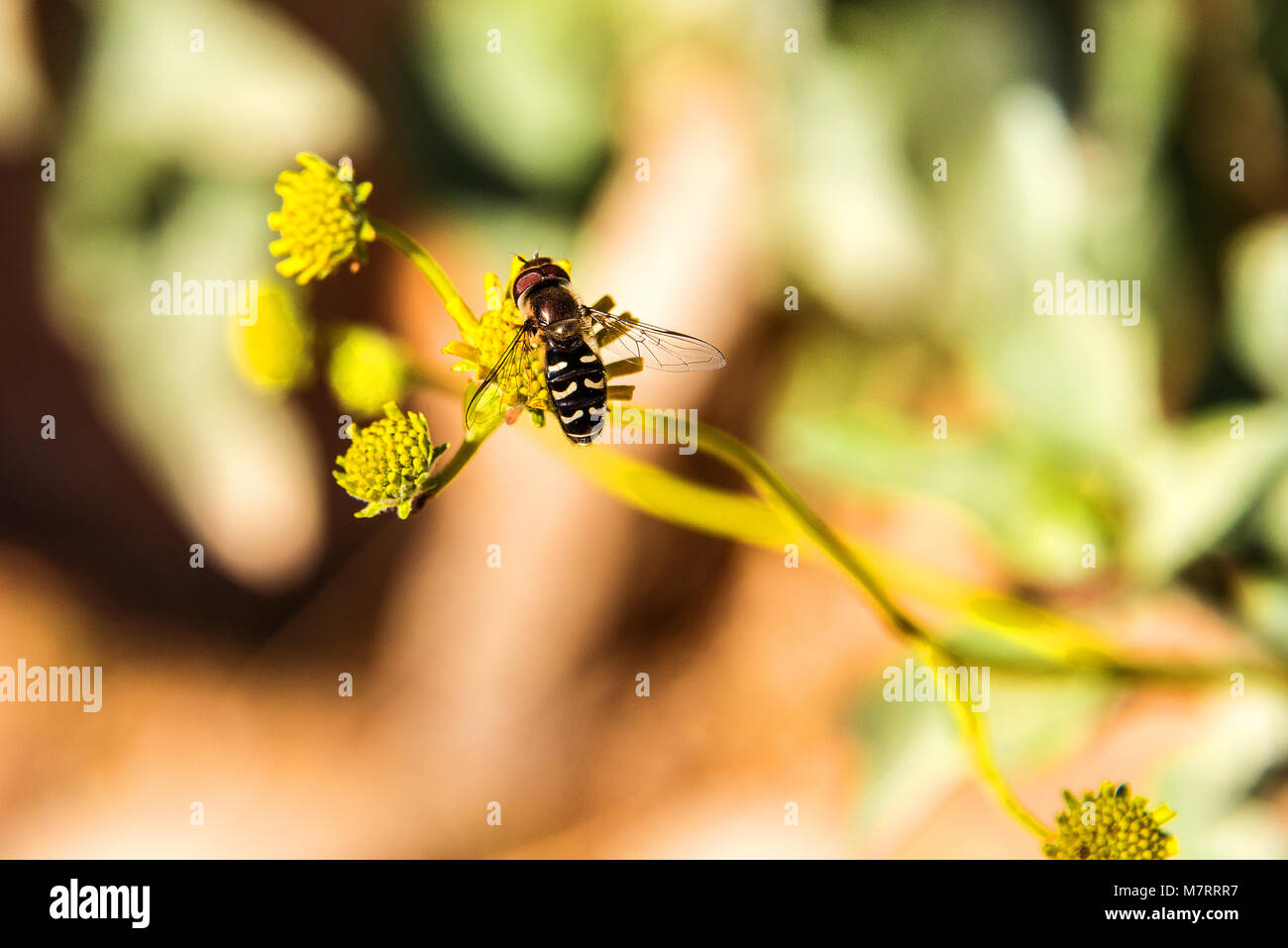 Un bianco e nero bee nel deserto Foto Stock