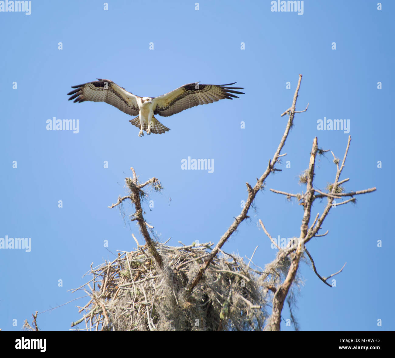 Un Osprey sbarco al suo nido in Everglades della Florida. Foto Stock