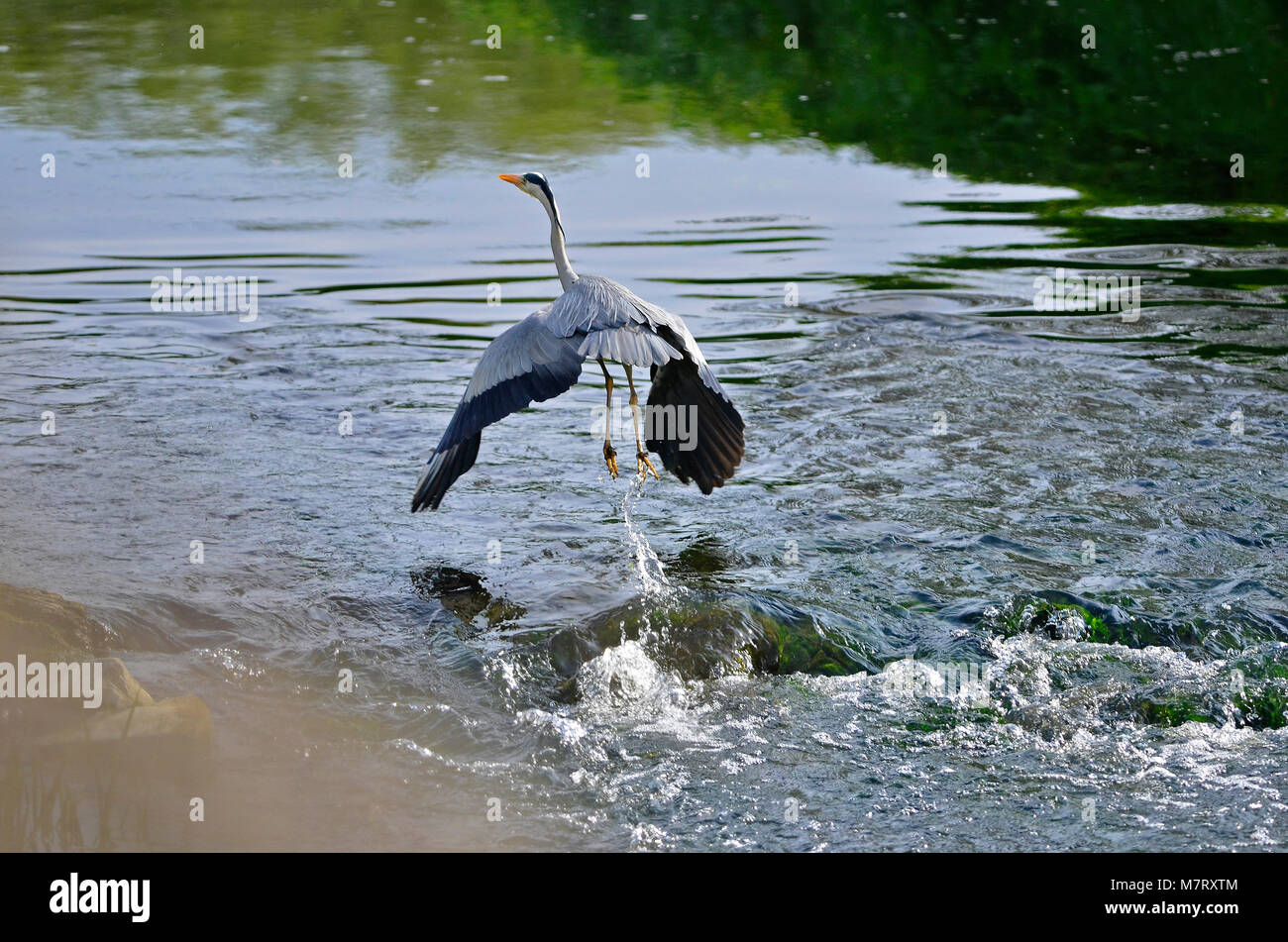 Fauna selvatica del Regno Unito. Heron decollo da un ruscello a Glastonbury. Credito immagine, Alamy/Stock/file/immagine Foto Stock