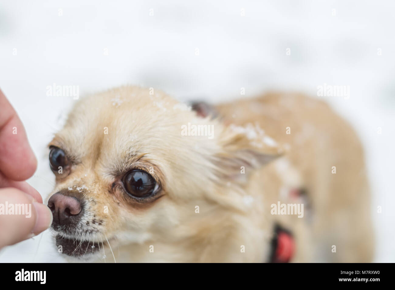 Carino con i capelli lunghi beige chihuahua cane giocare nella neve. Adorabile cane in posa. Come ottenere la ricompensa. Foto Stock