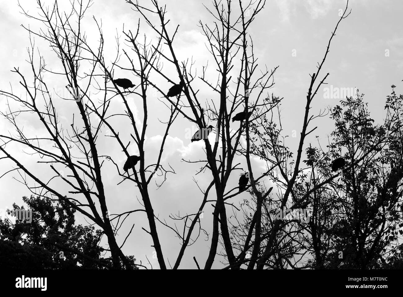 Un mazzetto di avvoltoi in una silhouette ad albero Foto Stock