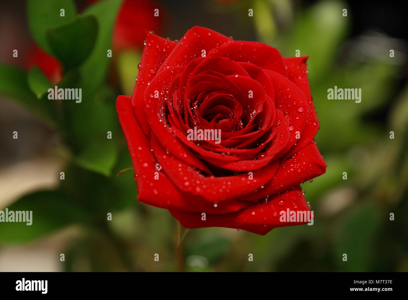 Flower Rose Red romanticismo natura amore romantico acqua Valenti innovazione creativa Foglia Nera bella bellezza incredibile super best top garden Rugiada di mattina Foto Stock