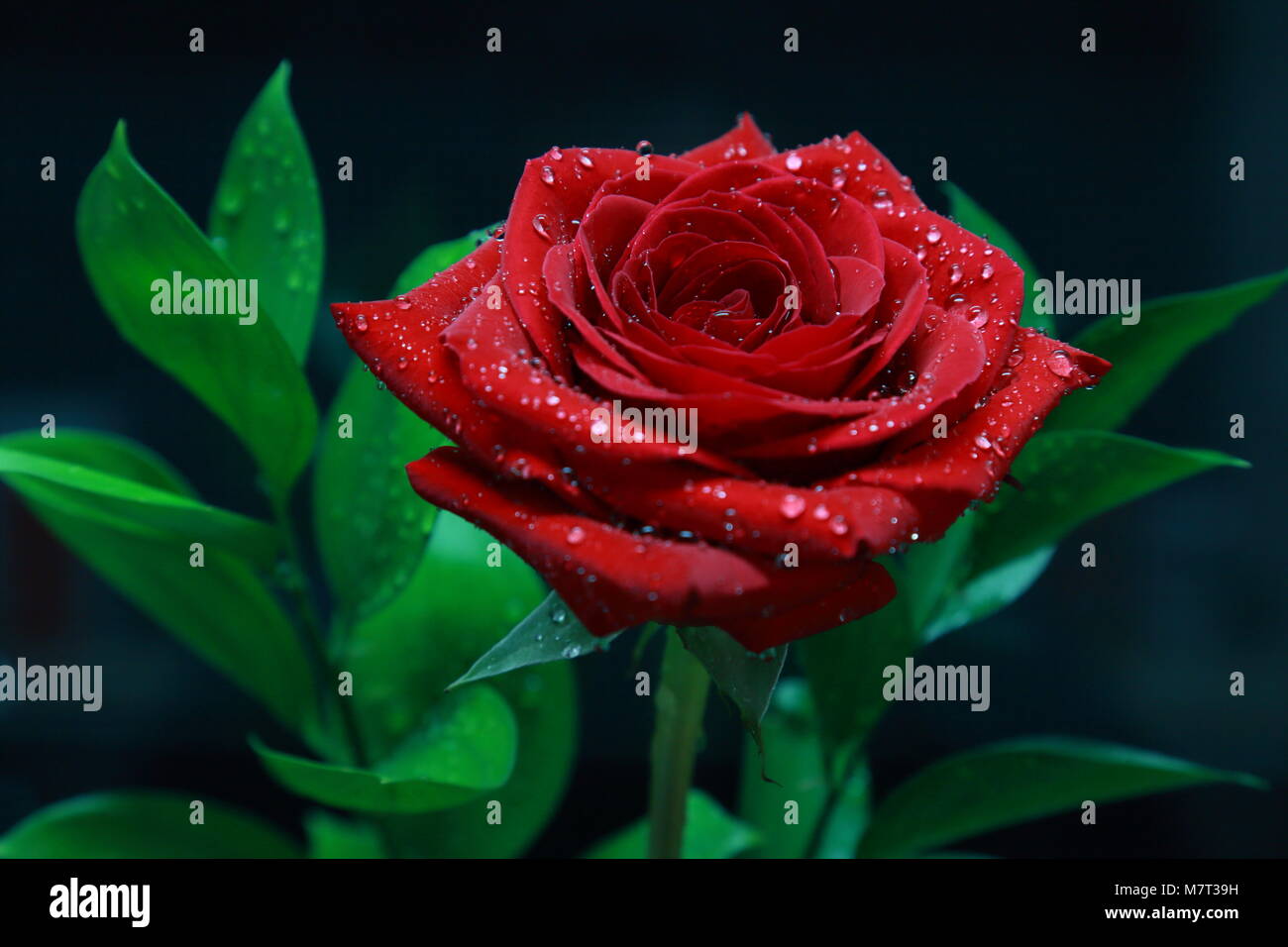 Flower Rose Red romanticismo natura amore romantico acqua Valenti innovazione creativa Foglia Nera bella bellezza incredibile super best top garden Rugiada di mattina Foto Stock