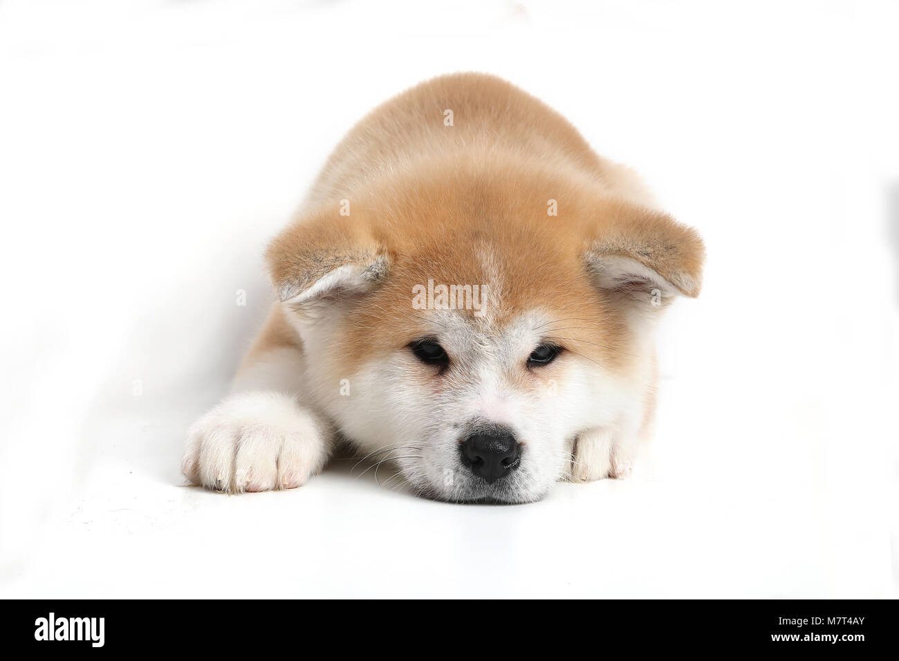 Giovani Acita-inu cucciolo di cane su sfondo bianco Foto Stock