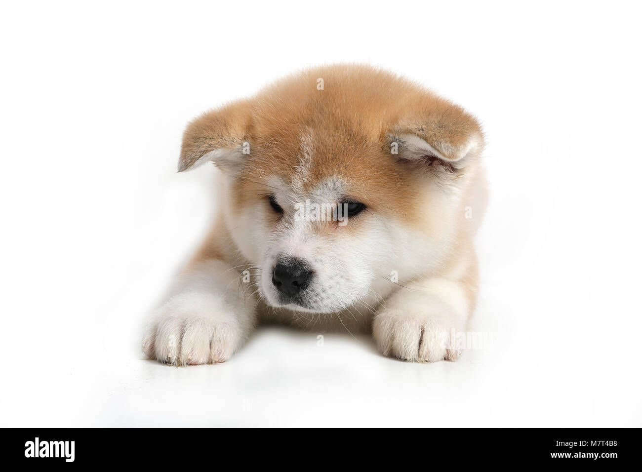 Giovani Acita-inu cucciolo di cane su sfondo bianco Foto Stock