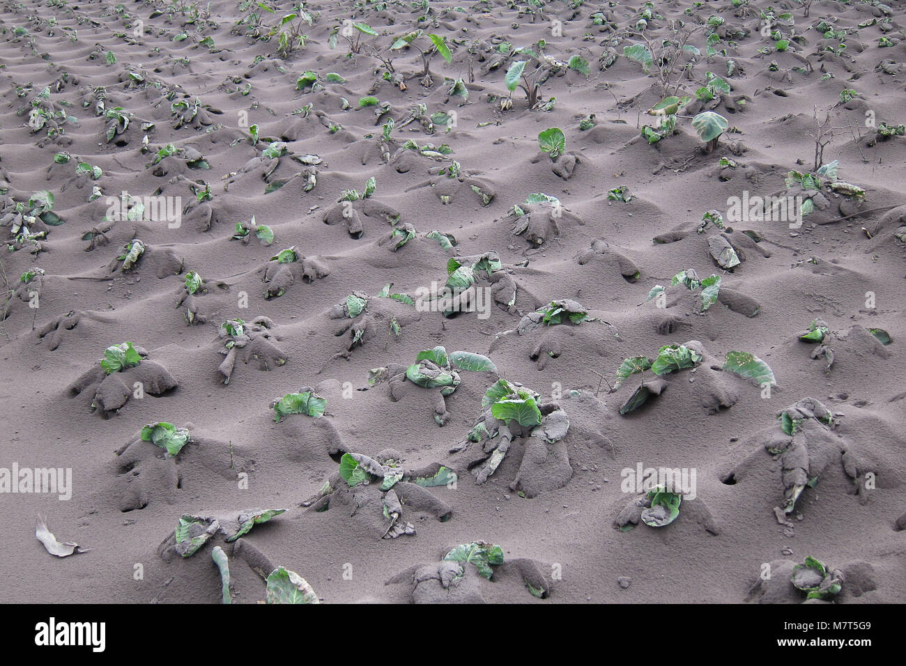 Ceneri vulcaniche dal vulcano Bromo eruzione coprire tutto il Villaggio, Agriturismo e agricoltura. La natura della catastrofe in Indonesia. Foto Stock