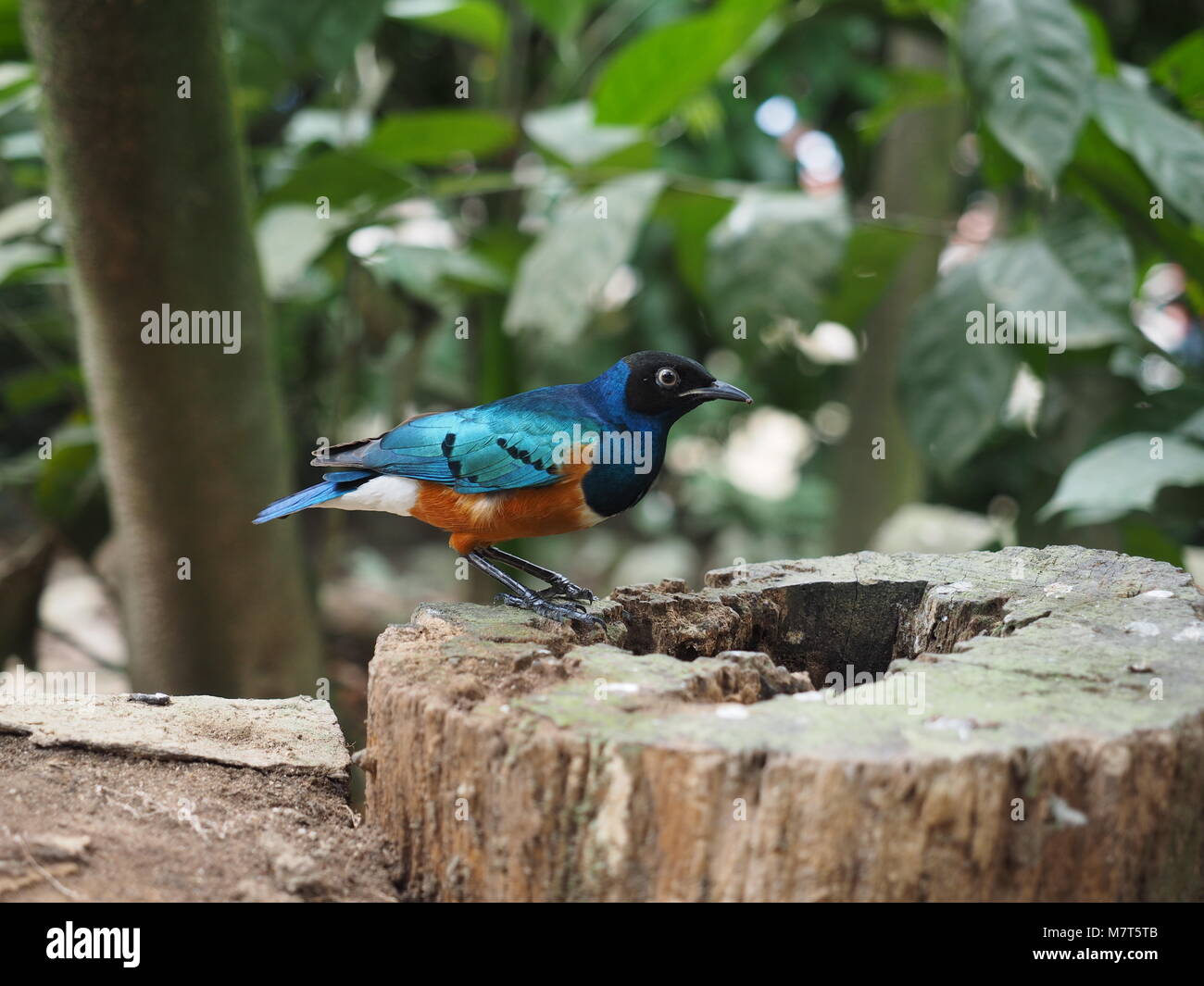 Bird sul ceppo di albero Foto Stock