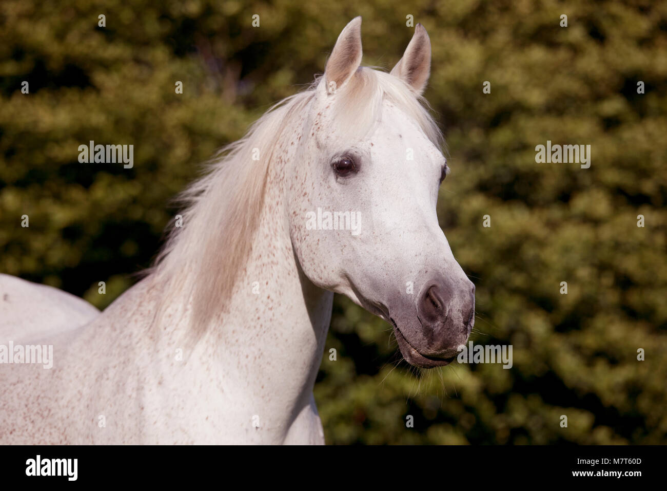La testa di un bianco cavallo arabo al di fuori su di un pascolo Foto Stock