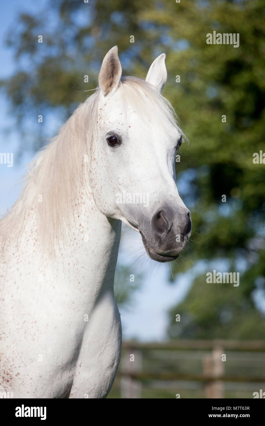 La testa di un bianco cavallo arabo al di fuori su di un pascolo Foto Stock