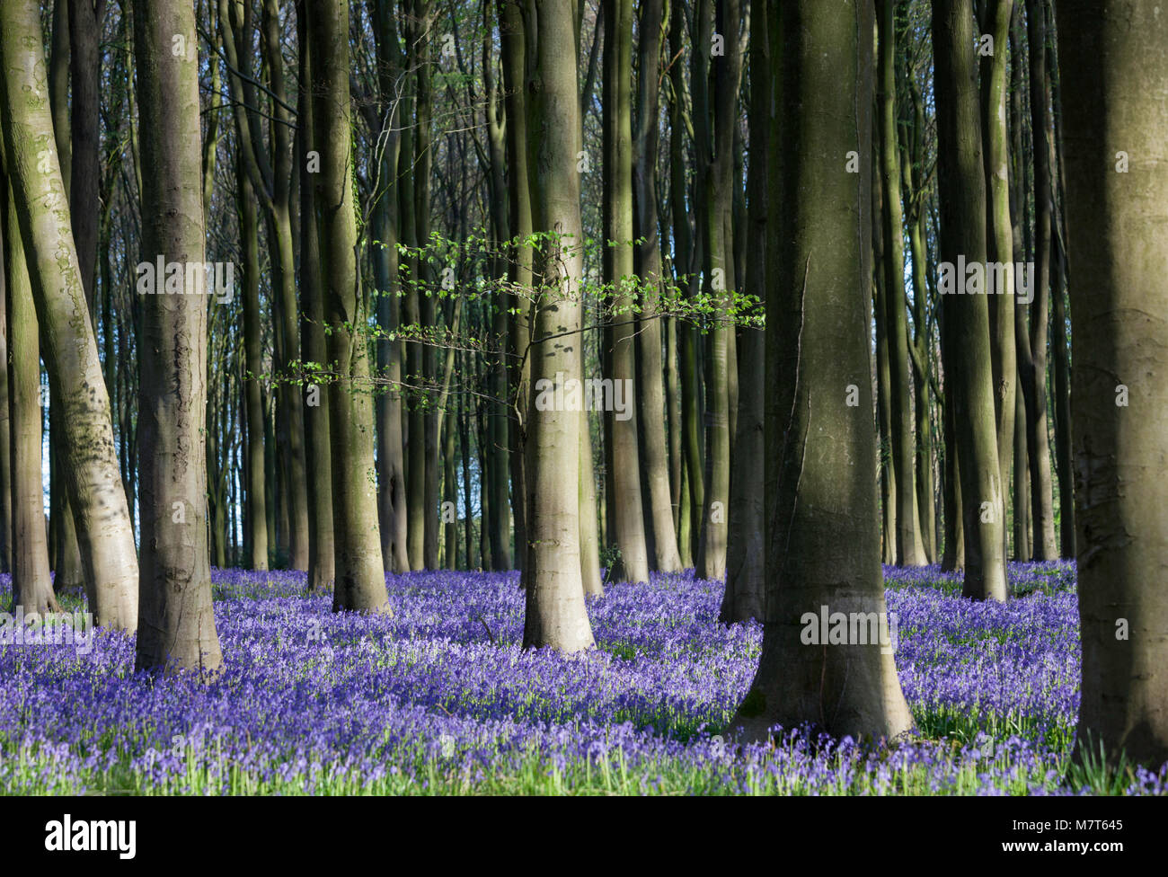 Bluebells in Micheldever legno, Hampshire, Regno Unito Foto Stock