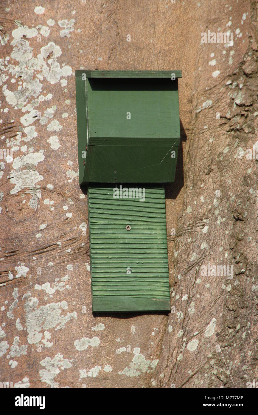 Un'artificiale, legno bat box, attaccata ad un tronco di albero. Foto Stock