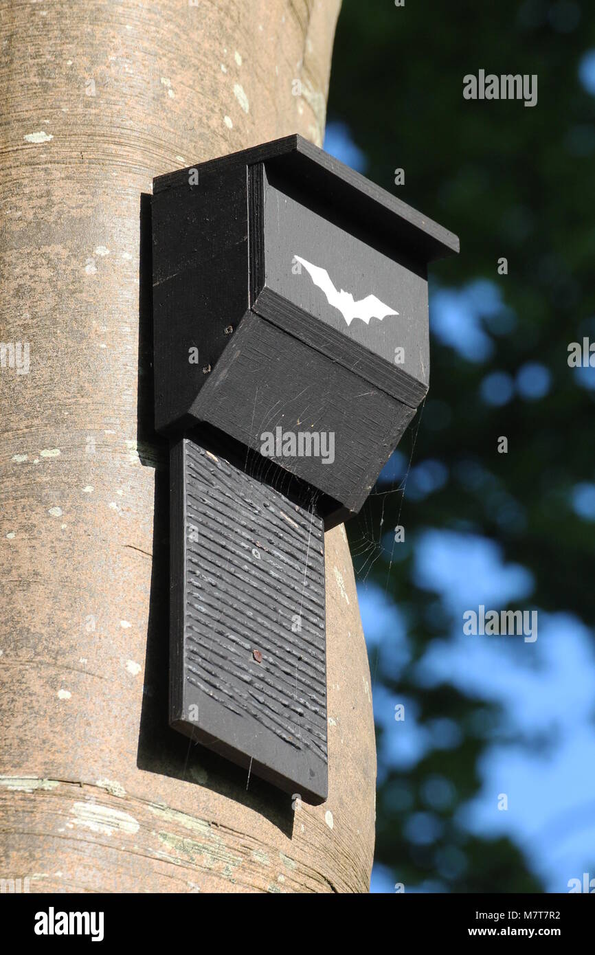 Un'artificiale, legno bat box, attaccata ad un tronco di albero. Foto Stock