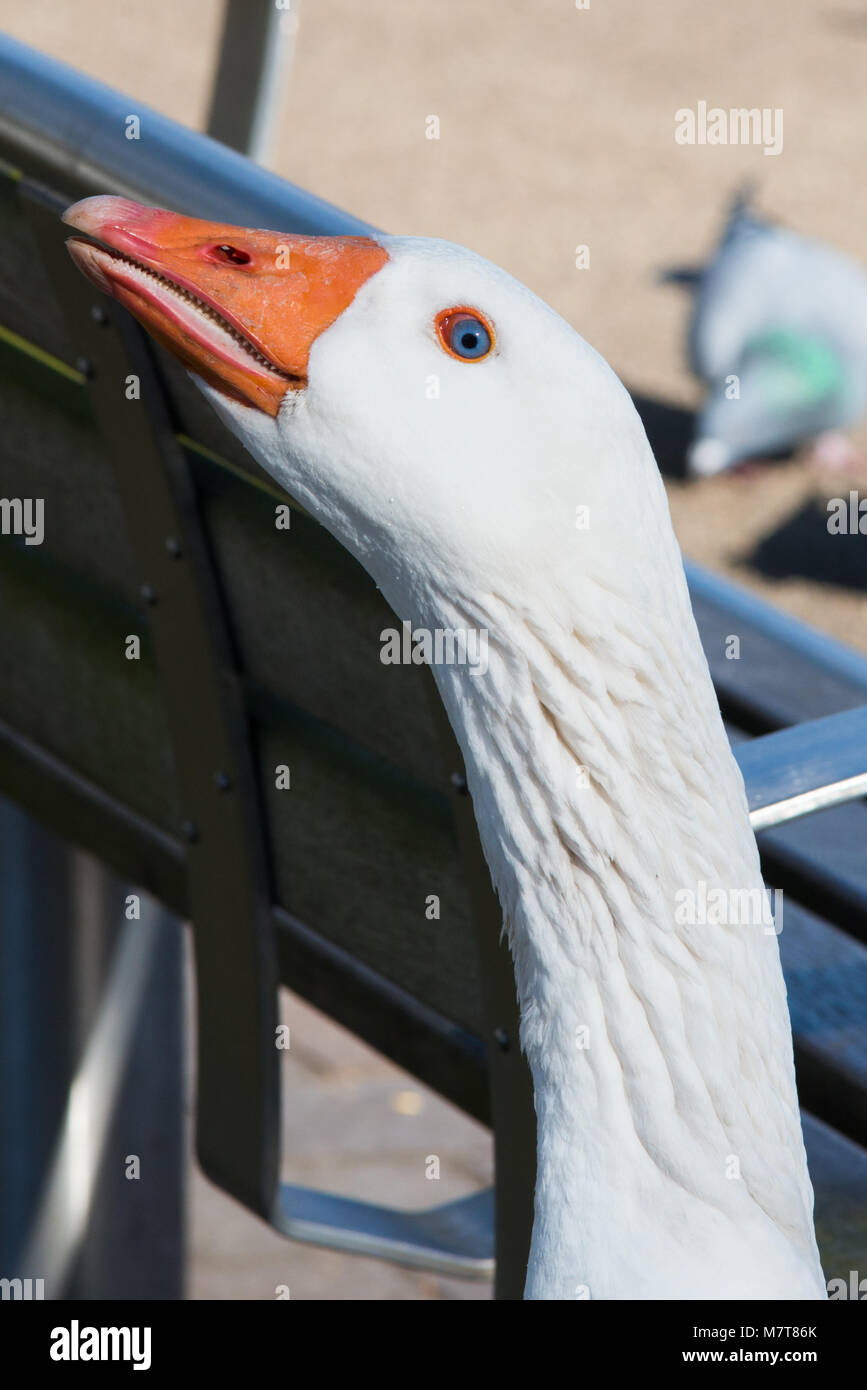 Close up arrabbiato cercando oca bianca con il collo teso e arancione brillante becco Foto Stock