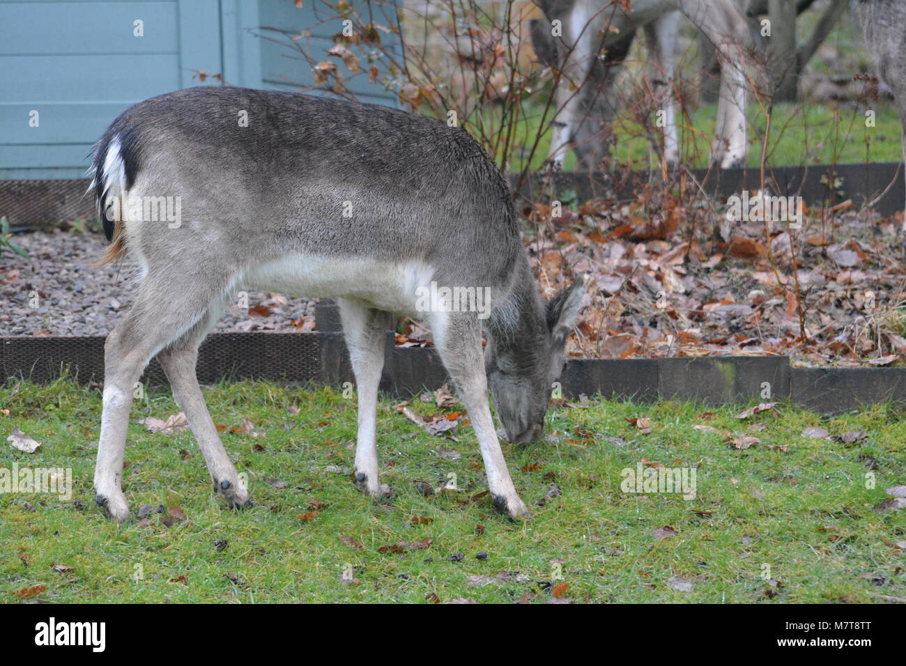 Close up di giovani cervi sika Cervus nippon vicino a summerhouse verniciato con stock di filo recinzione e letto giardino sul retro il Doward Herefordshire Inghilterra Foto Stock