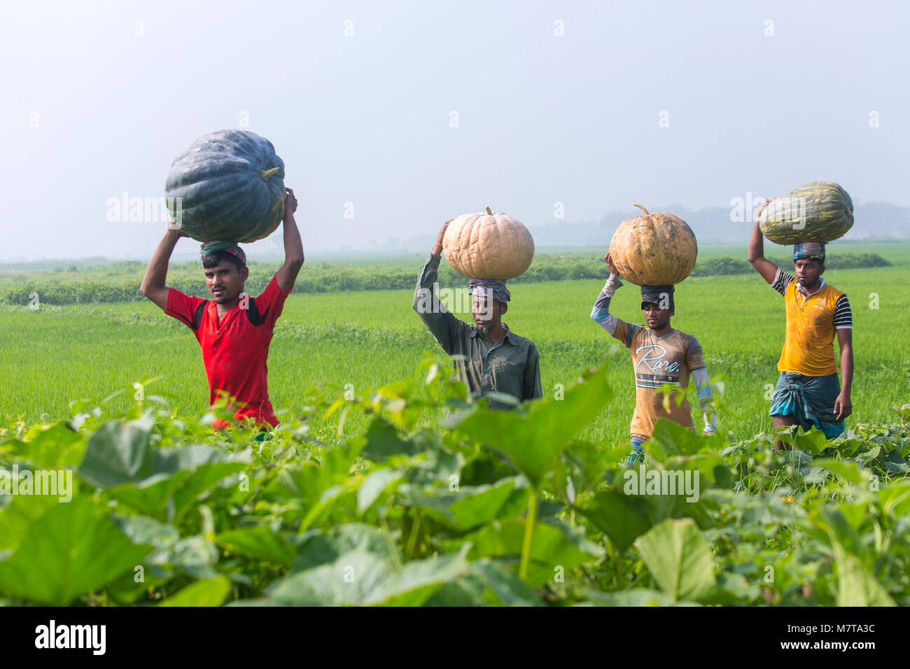 Gli agricoltori portano cesti di grandi dimensioni di zucche di Arial Beel, Munshiganj, Bangladesh. Foto Stock