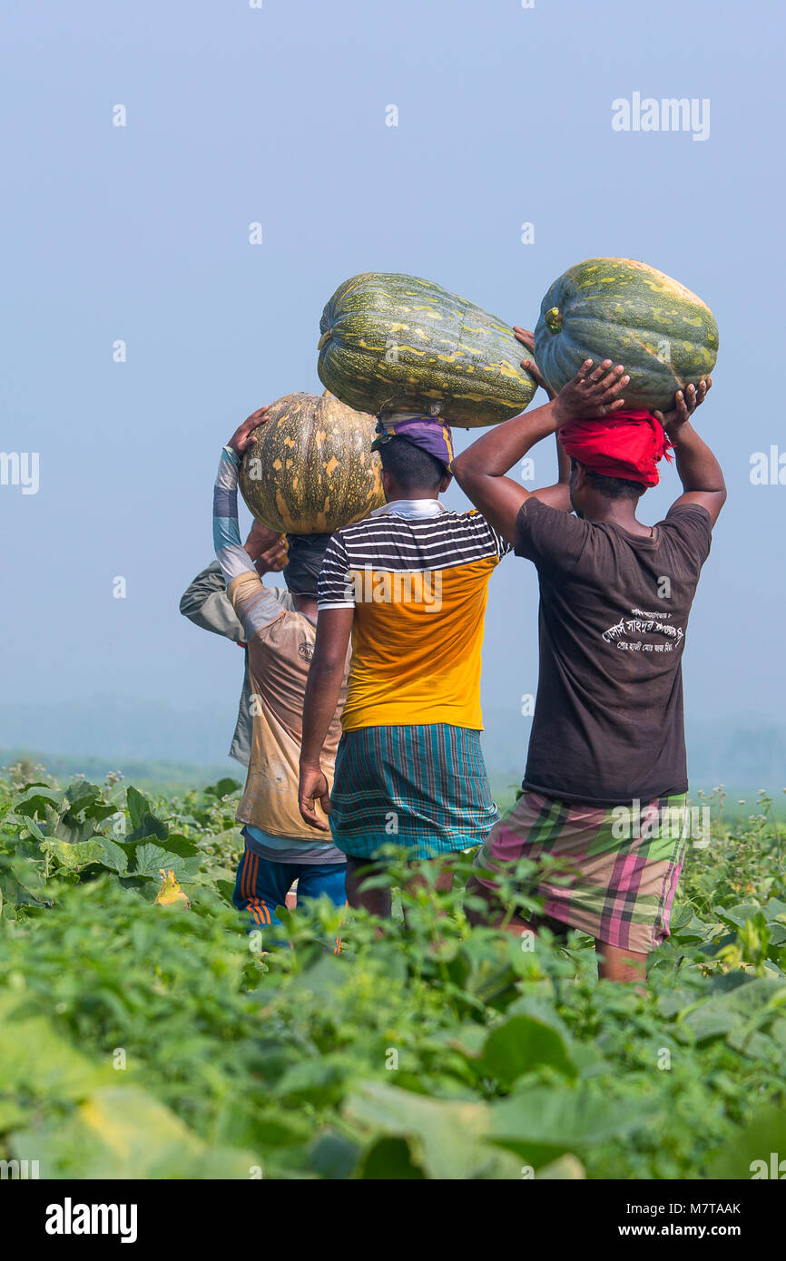 Gli agricoltori portano cesti di grandi dimensioni di zucche di Arial Beel, Munshiganj, Bangladesh. Foto Stock