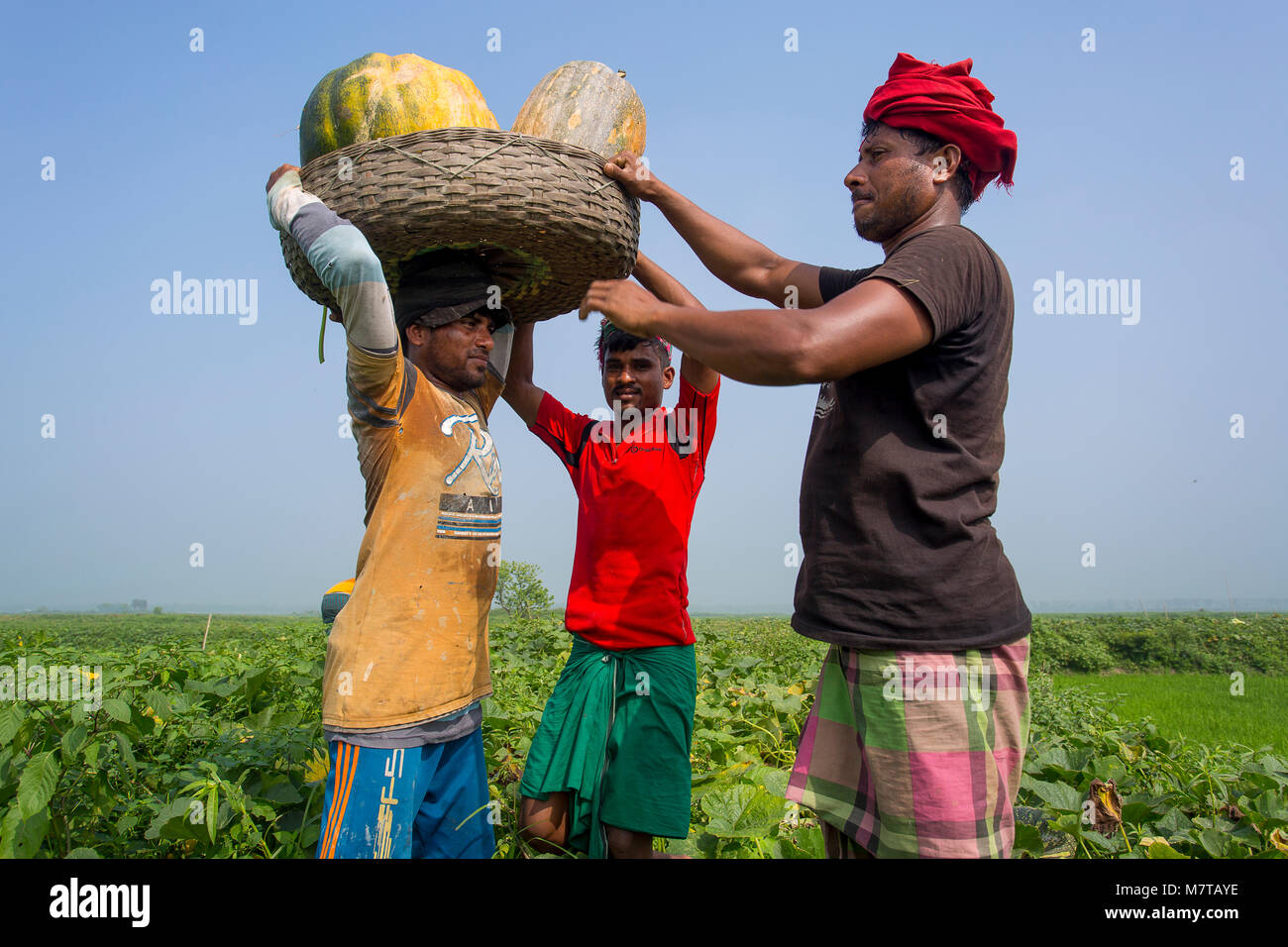 La più grande zucca dolce sono la mietitura su Arial Beel nei pressi di Munshigonj, Bangladesh. Foto Stock