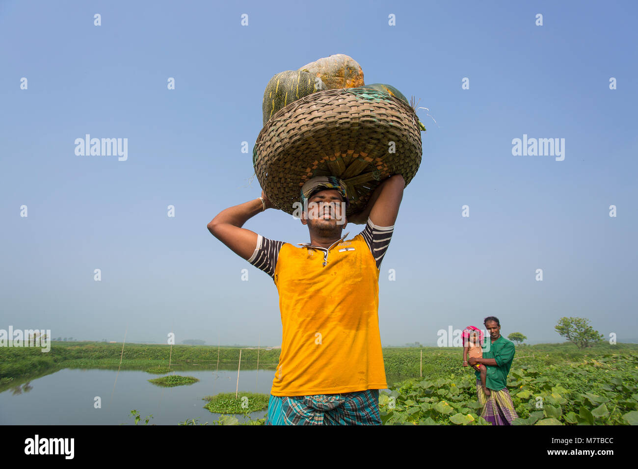 La più grande zucca dolce sono la mietitura su Arial Beel nei pressi di Munshigonj, Bangladesh. Foto Stock