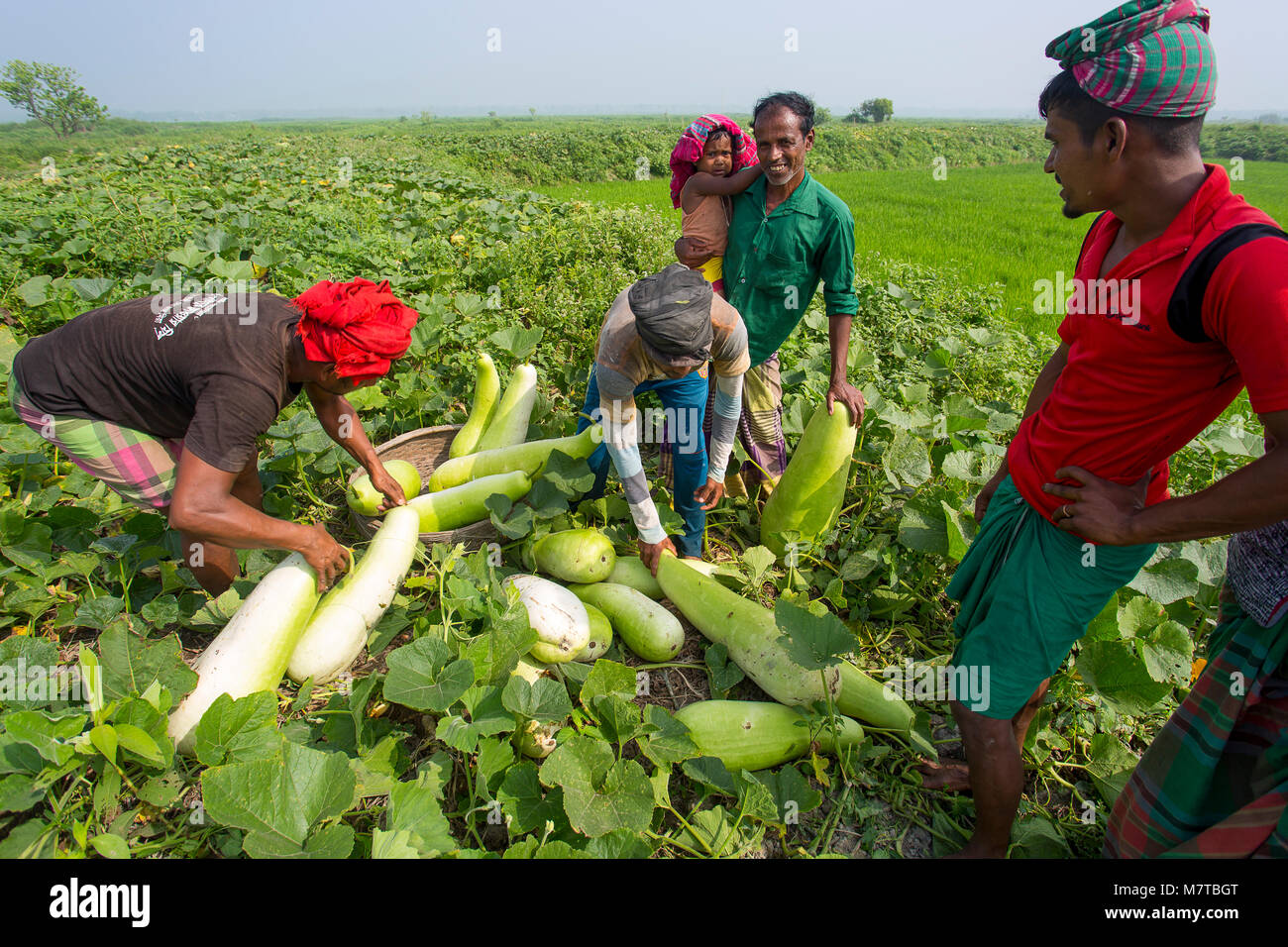 Gli agricoltori sono la raccolta su grandi dimensioni della bottiglia zucca a Arial Beel, Munshiganj, Bangladesh. Foto Stock