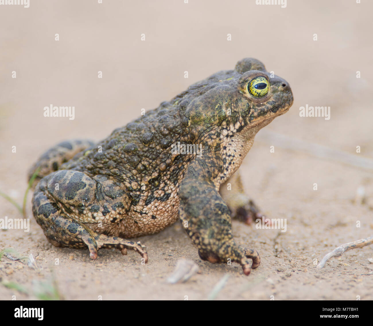 Natterjack Toad (Epidalea calamita) sabbia sul suolo sabbioso nel nord della Spagna. Foto Stock