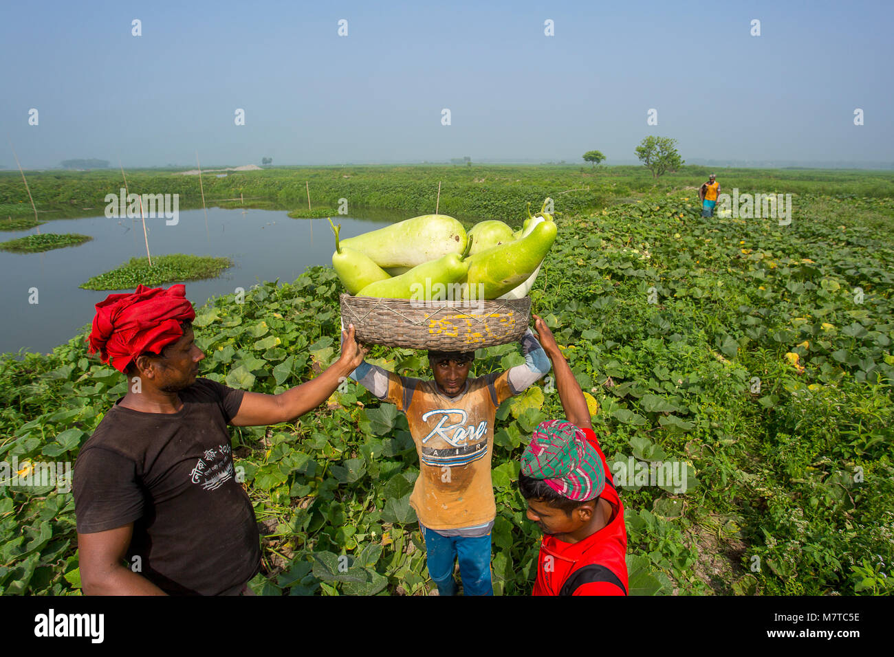 Gli agricoltori sono il caricamento su grandi dimensioni della bottiglia zucca a Arial Beel, Munshiganj, Bangladesh. Foto Stock