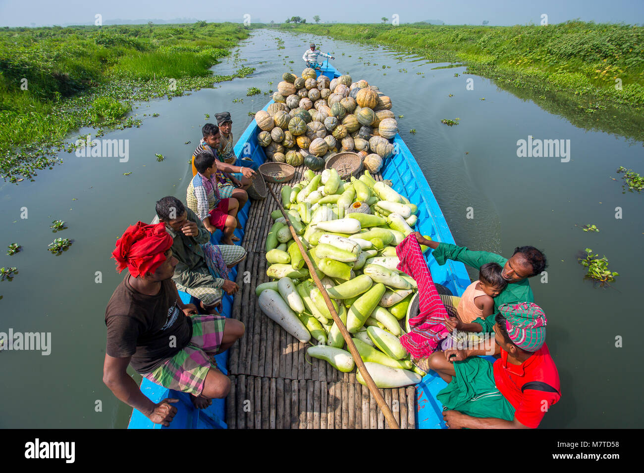 Le zucche vengono inviati a Karwan Bazar e shaympur Bazar del capitale Dhaka sui carrelli o imbarcazioni locali. Foto Stock