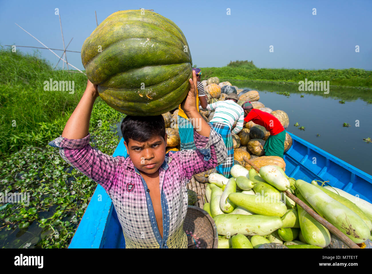 Le zucche sono il carico sulla barca. Foto Stock