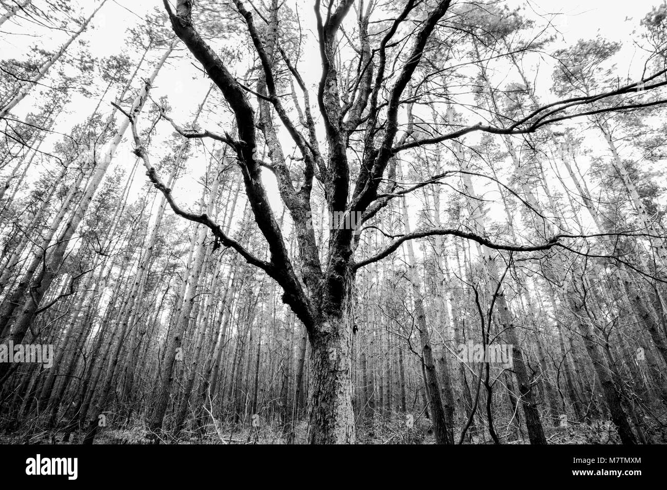 Marzo 12, 2018 - Wielkopolska, Polonia - Luoghi - il bosco e i suoi dintorni in primavera. (Credito Immagine: © Dawid Tatarkiewicz via ZUMA filo) Foto Stock