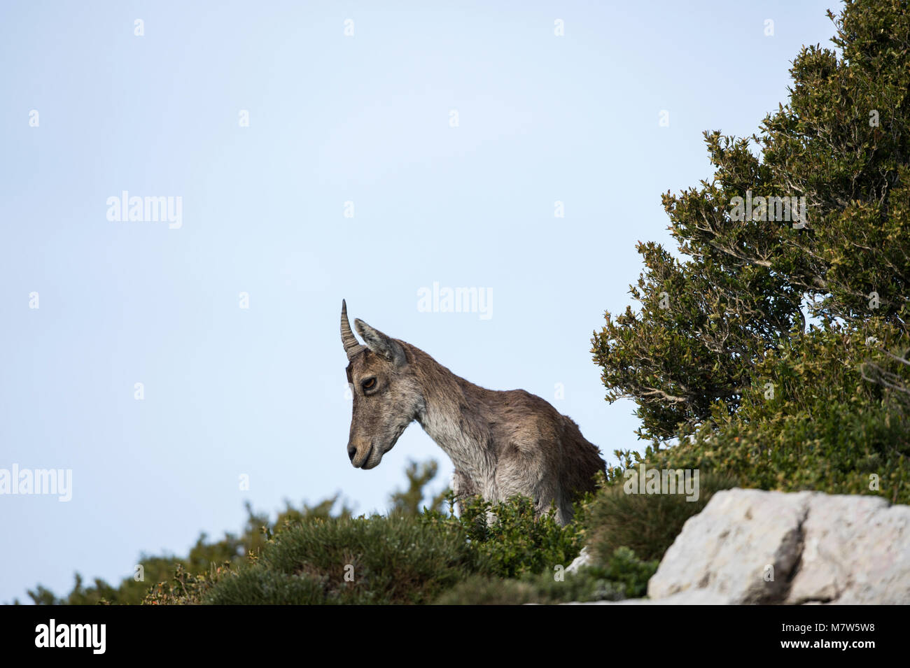 Iberian ibex tra le boccole a donna al Parque natural los i puertos de beceite Foto Stock