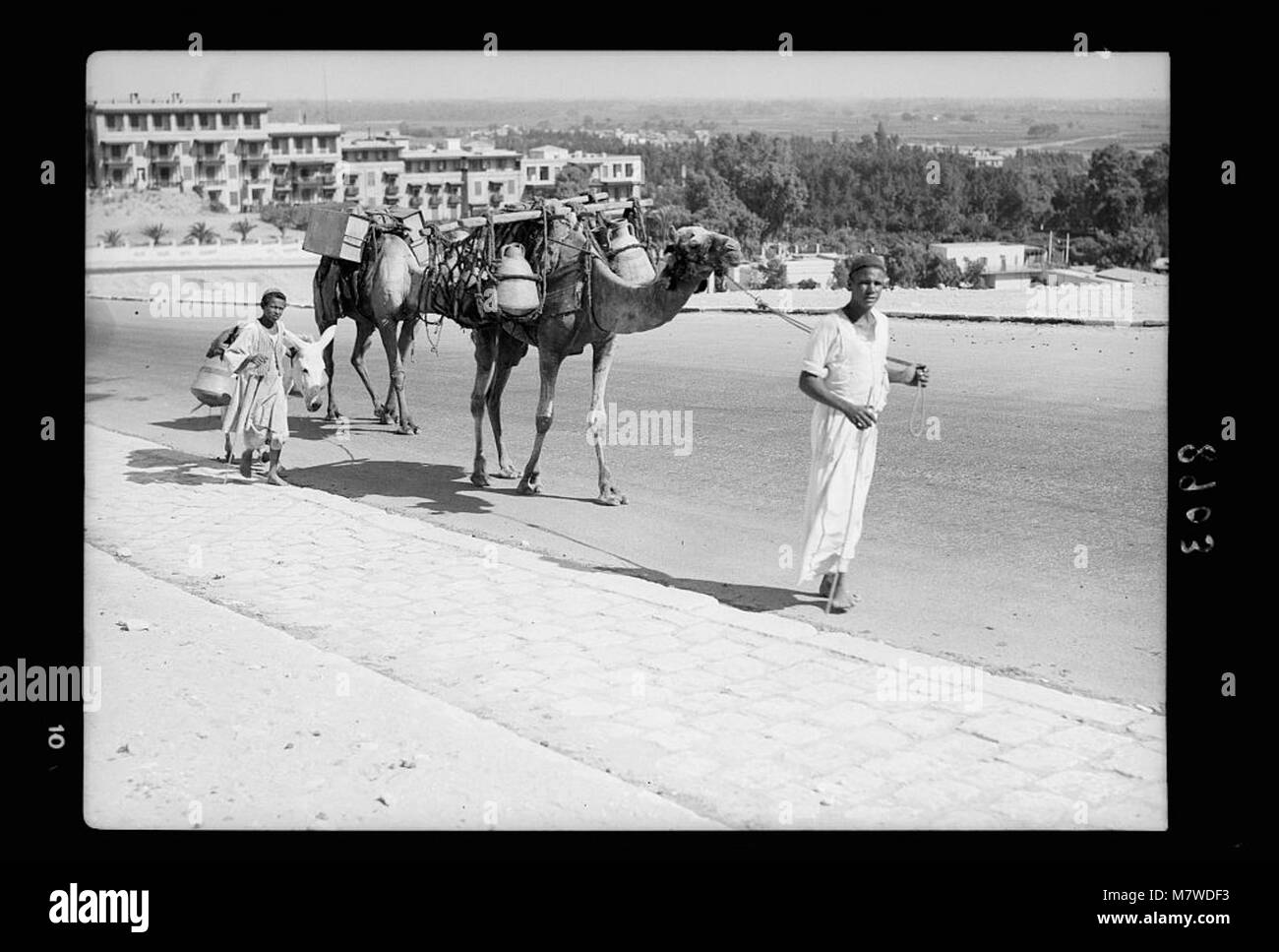 L'Egitto. Il Cairo. Tipi e caratteri. Cammelli caricato con acqua vasetti e serbatoi matpc LOC.17944 Foto Stock